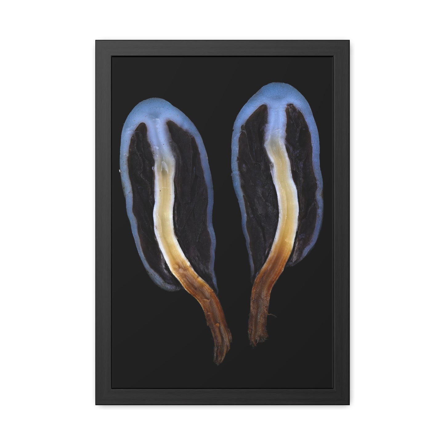 Framed Posters