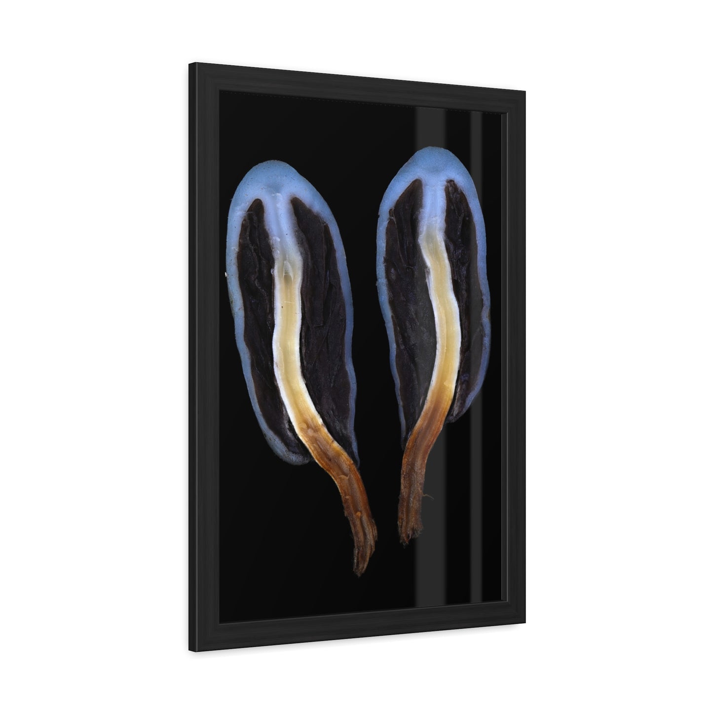 Framed Posters