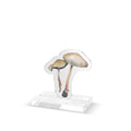 Pressed Mushroom | Botanical Acrylic Table Decor