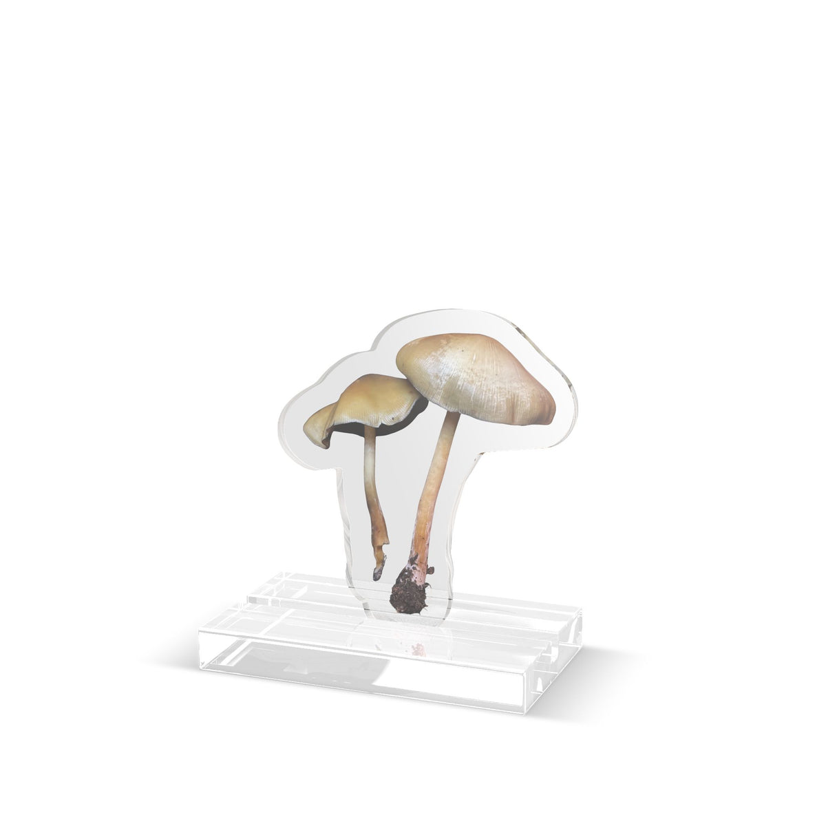 Pressed Mushroom | Botanical Acrylic Table Decor