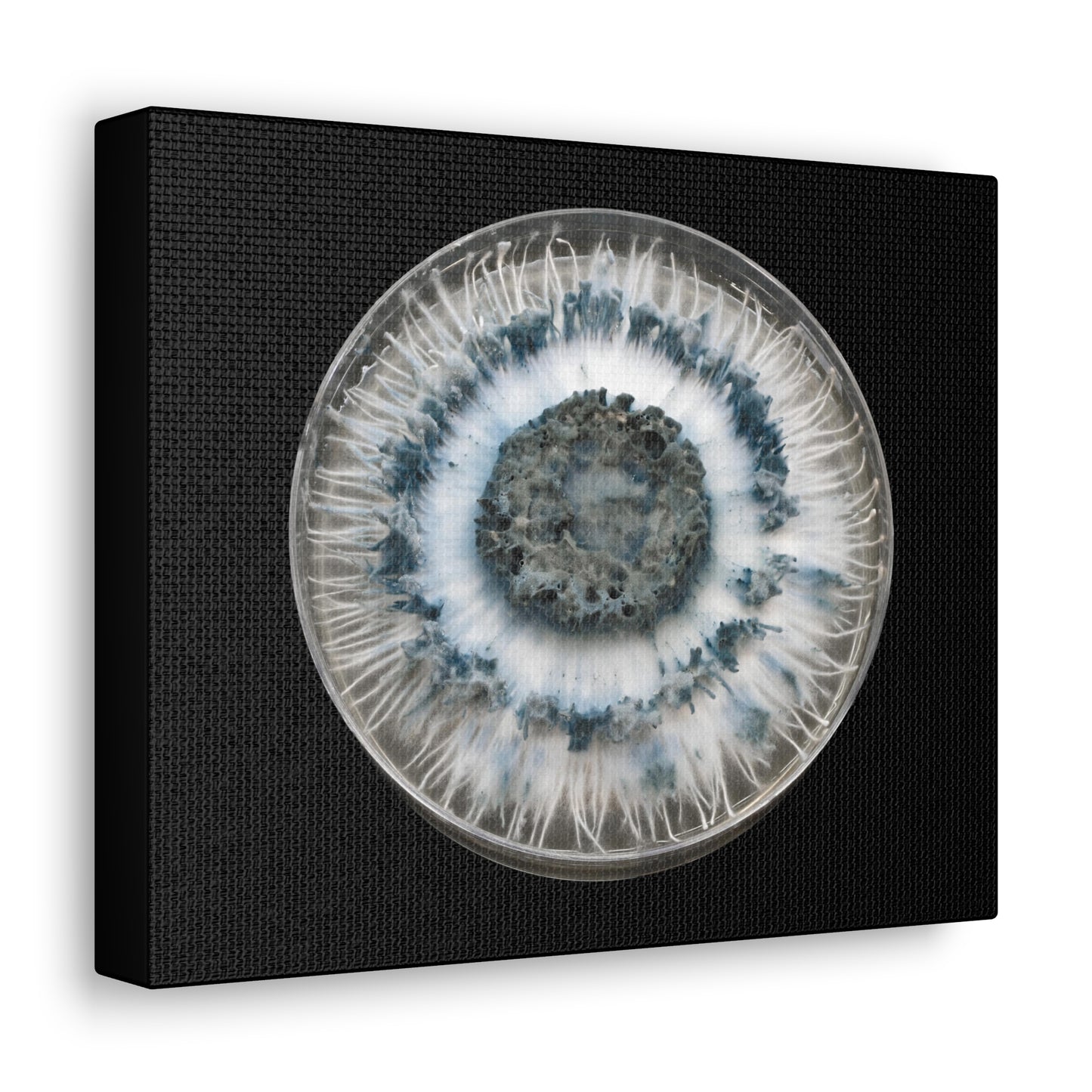 Caeruleorhiza (Canvas Gallery Wraps)