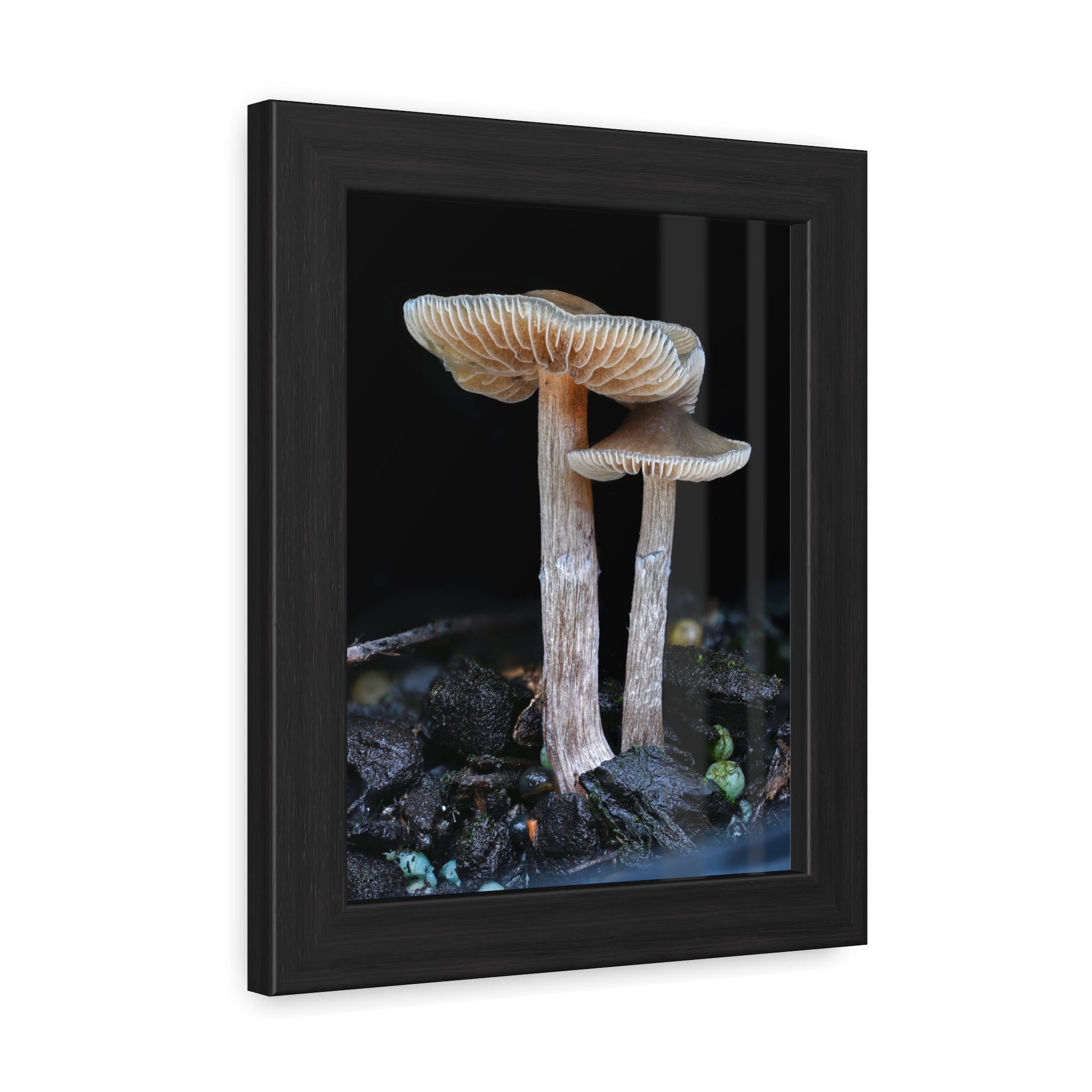 Whangaeri Wonders - Framed