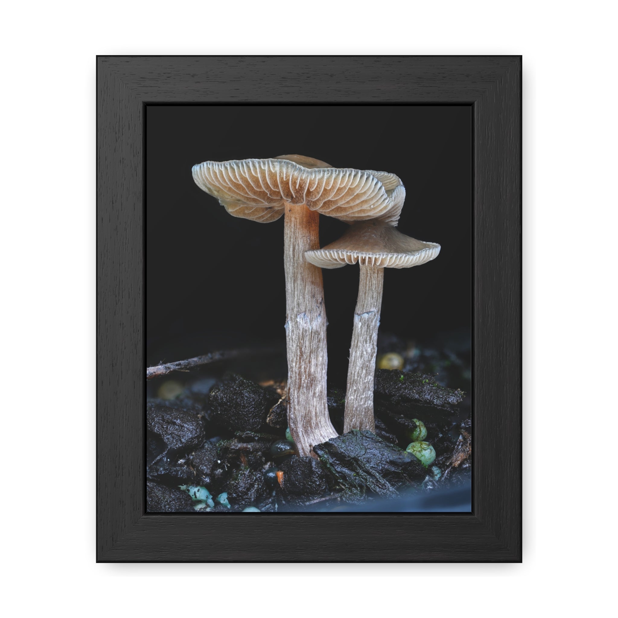 Whangaeri Wonders - Framed