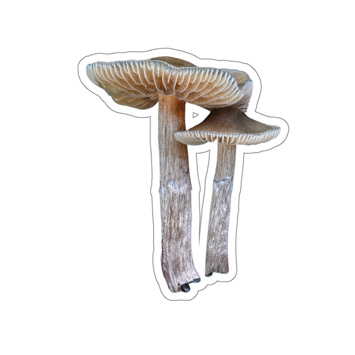 Unknown Psilocybe (Kiss-Cut Sticker)